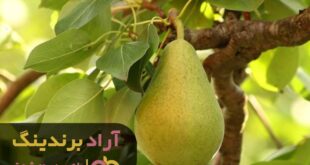 نهال گلابی جنگلی